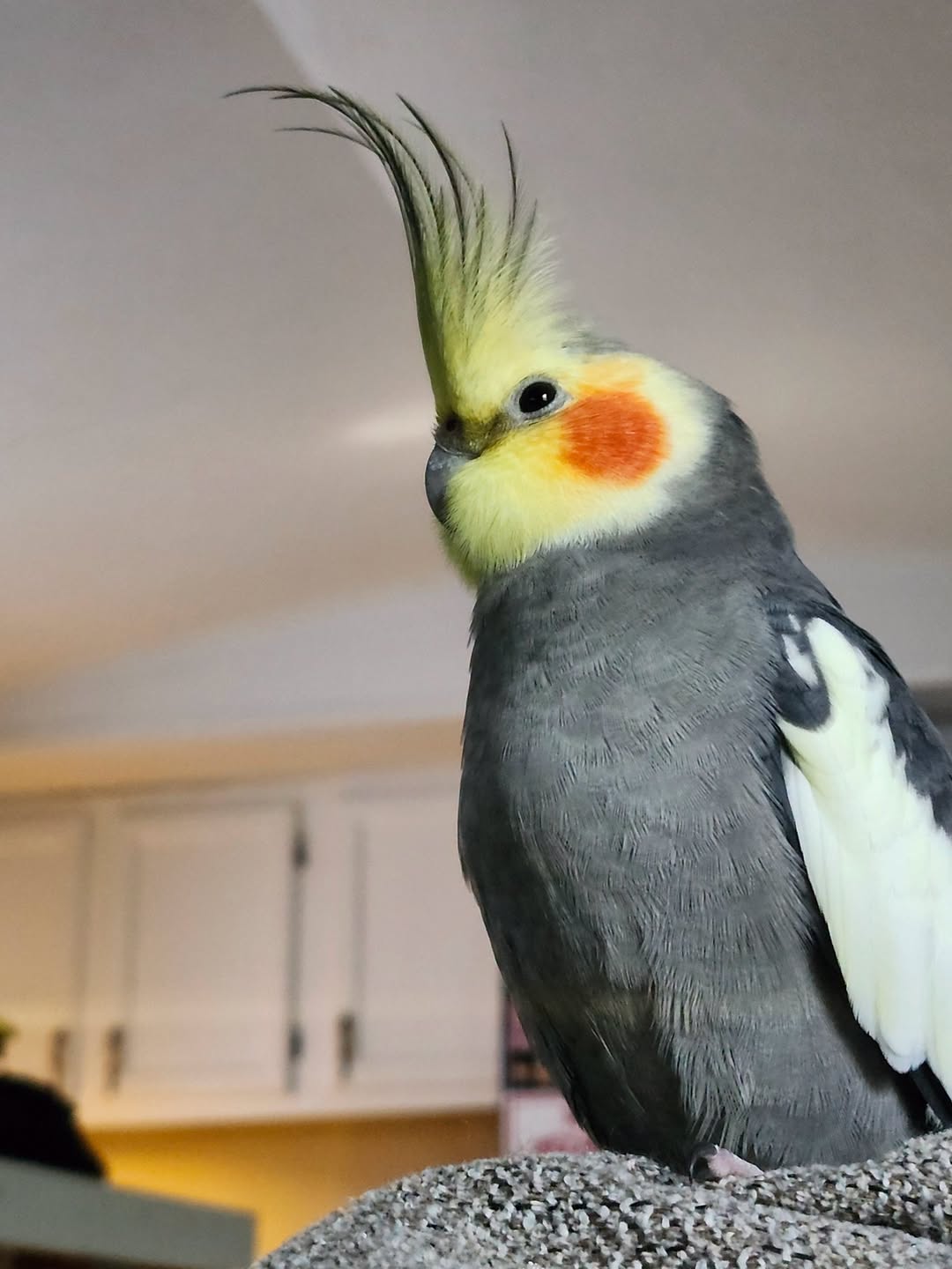 UK happy family bonded pair cockatiels better-matched pet parrot choice