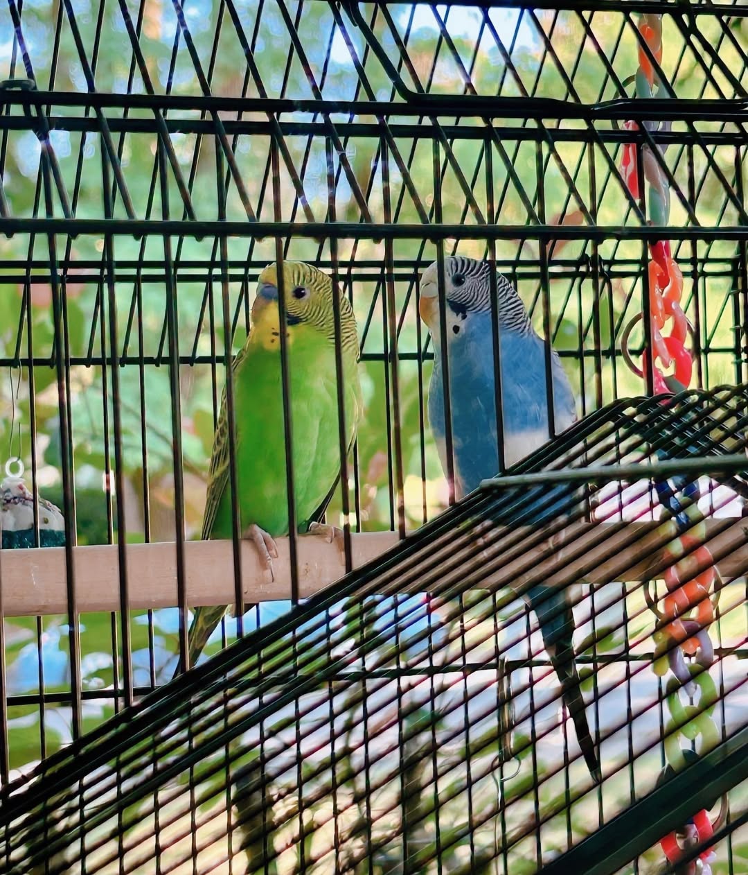 UK happy new pet budgie trust bonded owner welfare-led relationship 