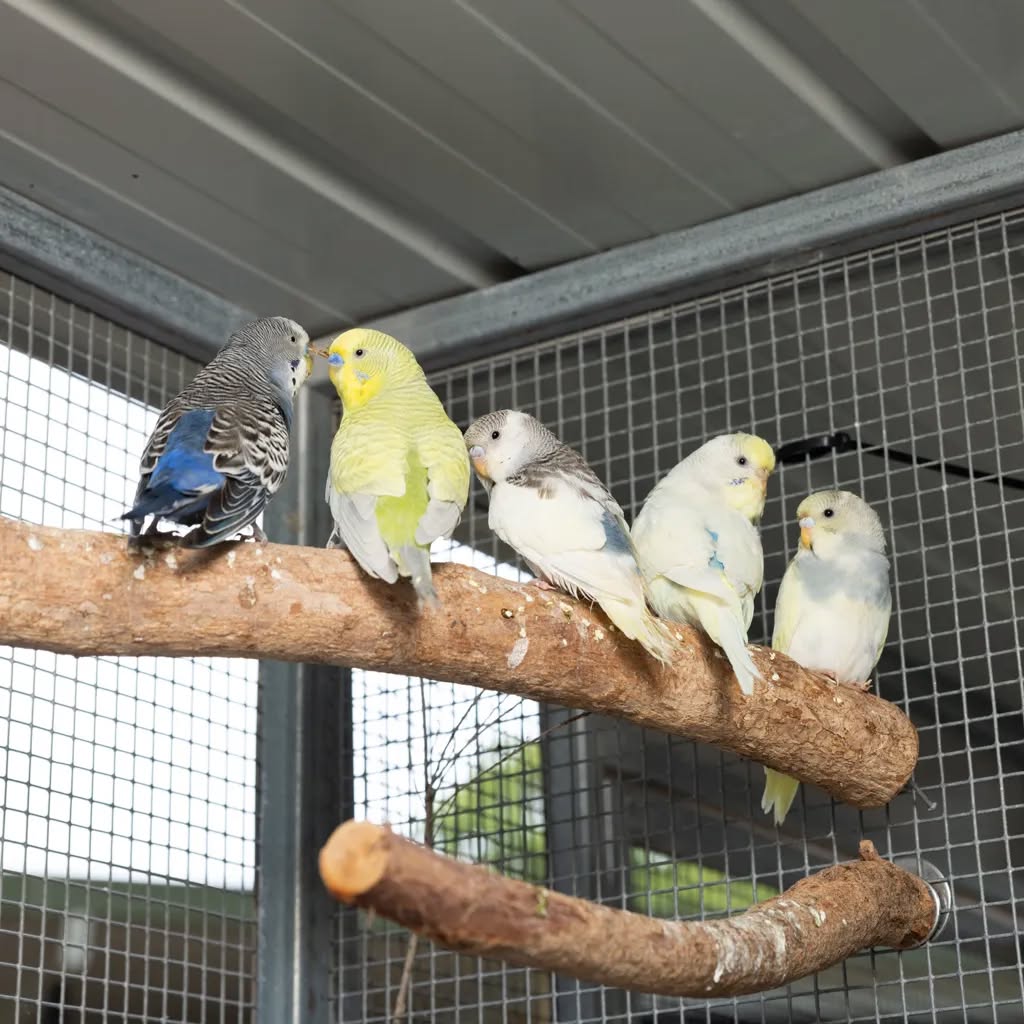 UK happy pair budgies thriving welfare-standard cage welfare-led home 