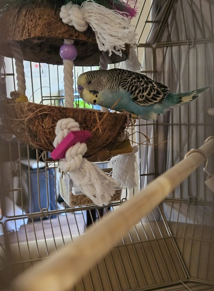 UK happy pet budgie indoor cage owner reassured continuing care