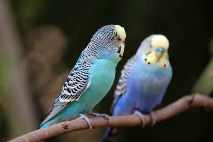 UK happy pet budgie owner accurate identification welfare-led thriving