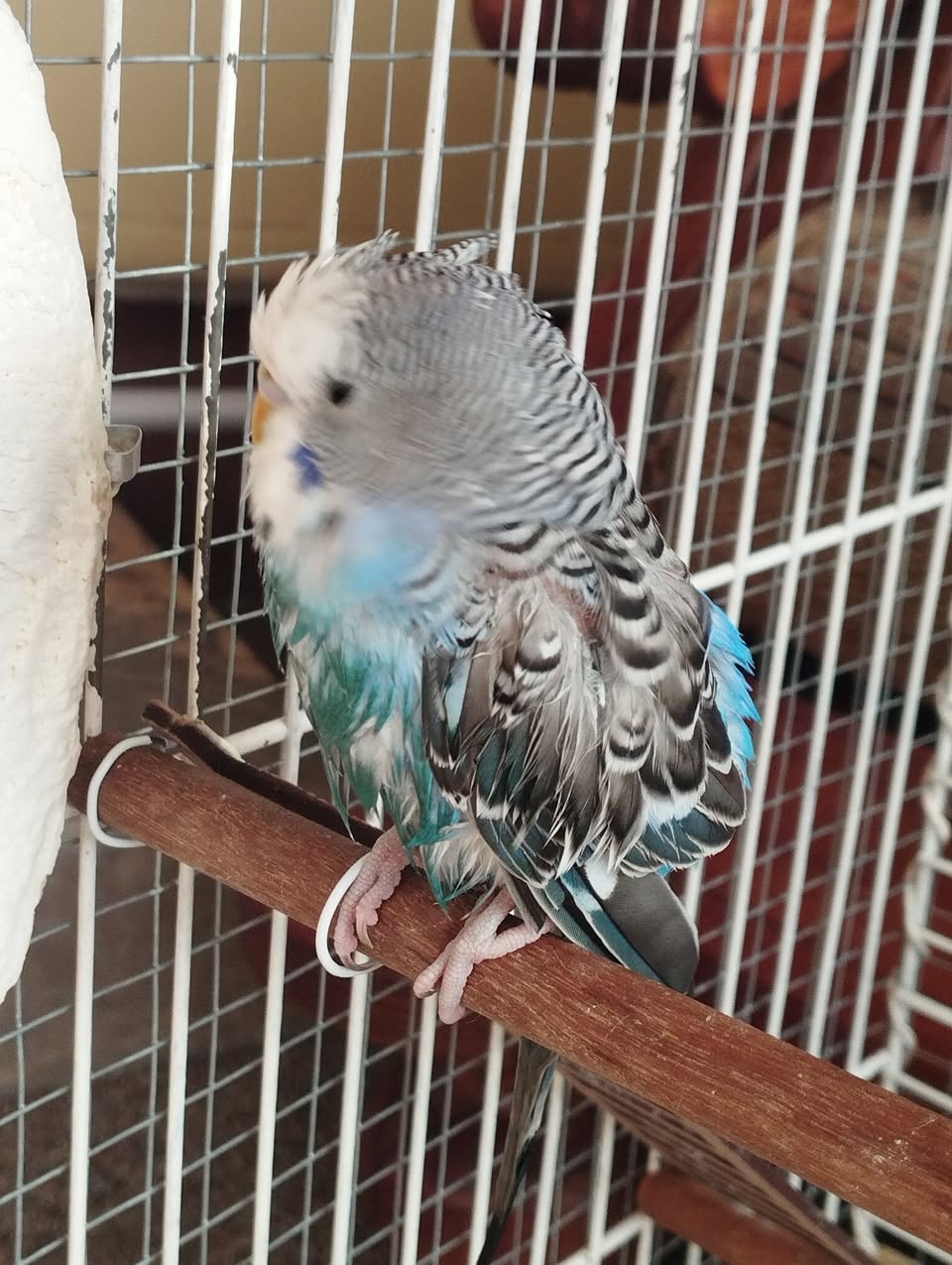 UK happy pet budgies thriving welfare-led living room habitat home