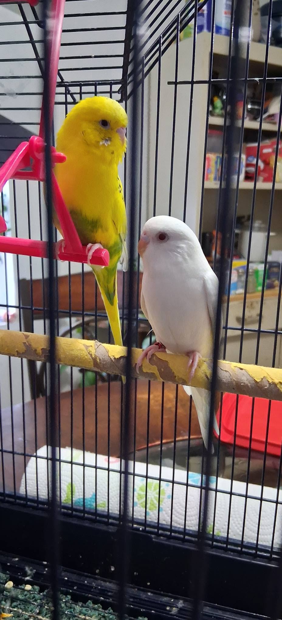 UK happy pet cockatiel budgies environmental stability welfare thriving