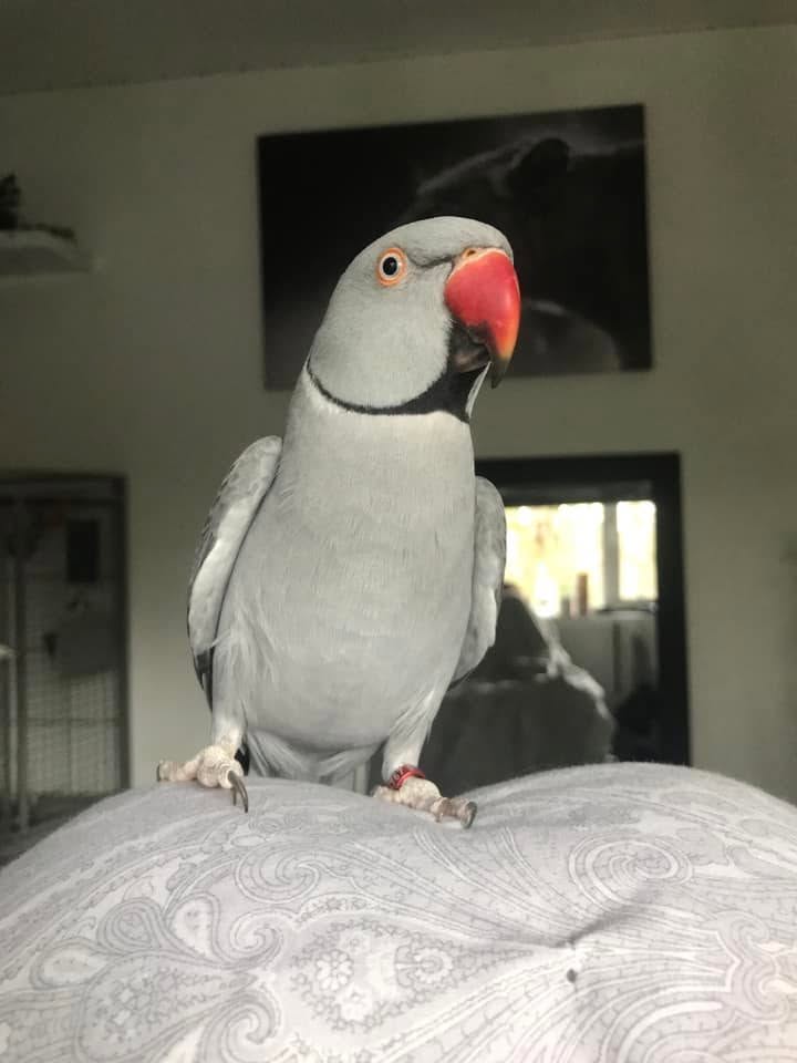 UK household Indian Ringneck welfare mismatch challenging parrot species