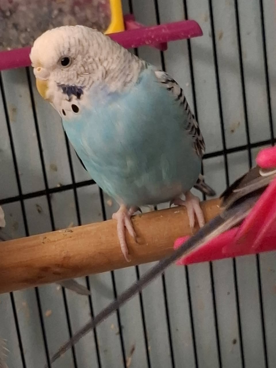 Pet bird cage near ceiling fan and overhead movement risk