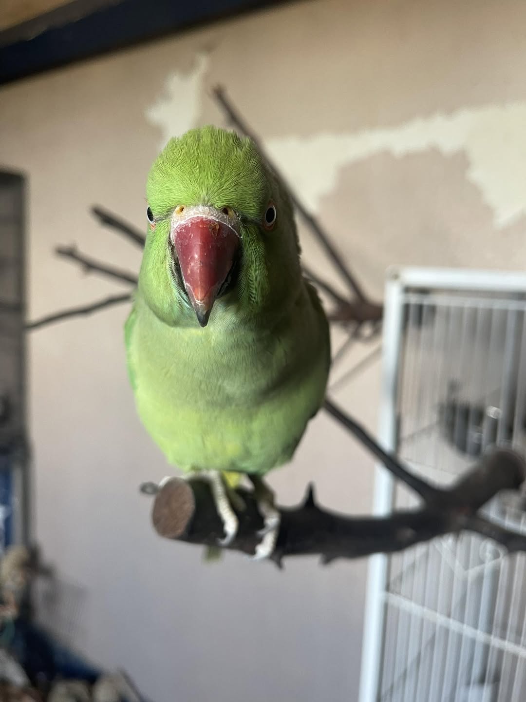 UK household regret Indian Ringneck welfare mismatch rehoming common 