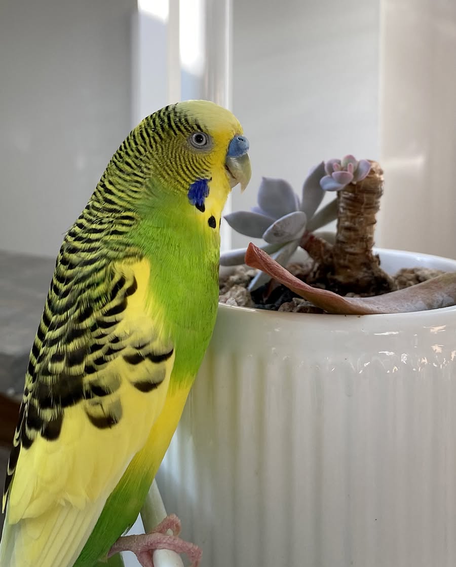 UK houseplants toxic birds living room budgie