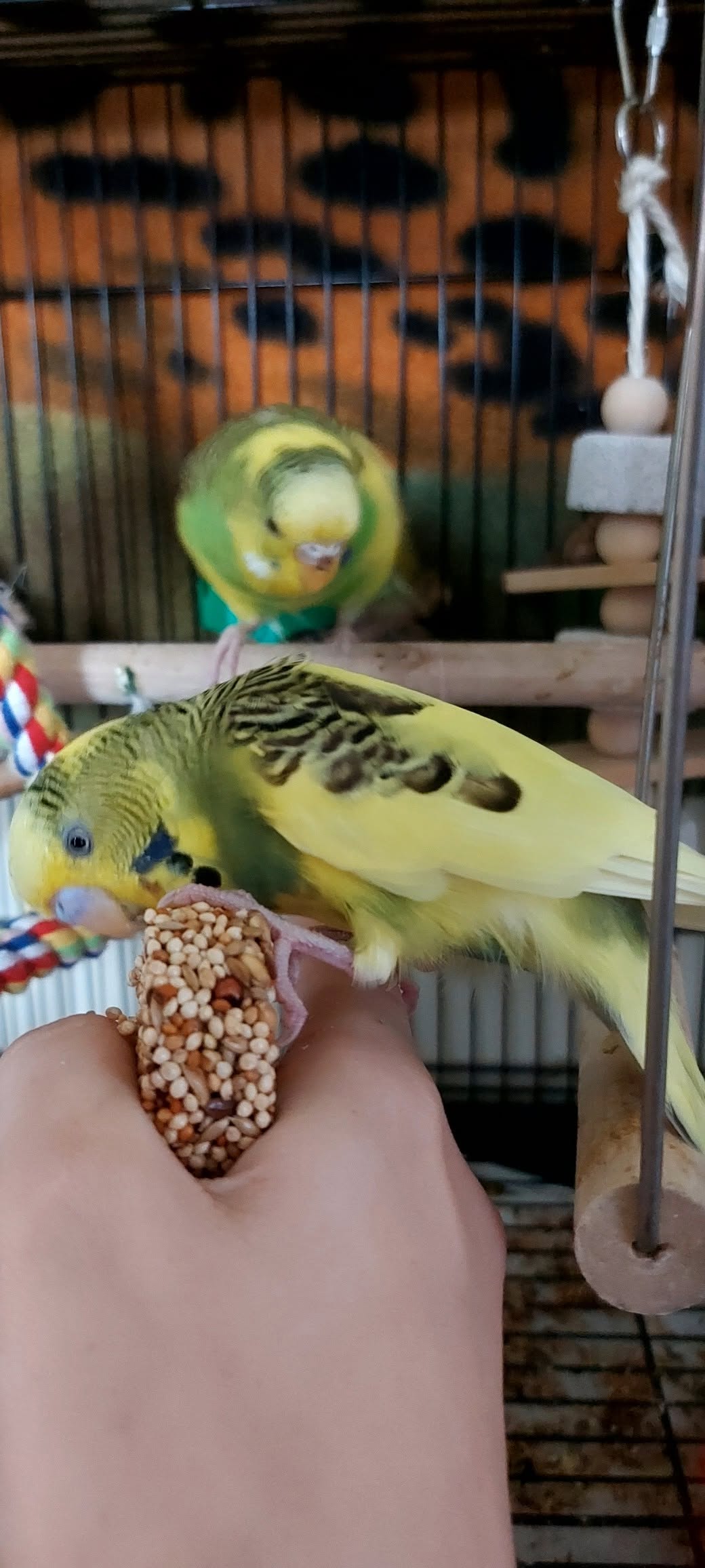 UK indoor pet budgie heat welfare planning climate change concern 