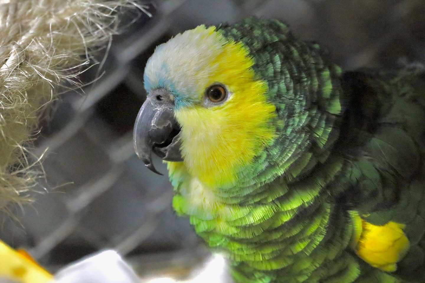 UK life changes pet bird welfare trajectory over 8-30 year lifespan