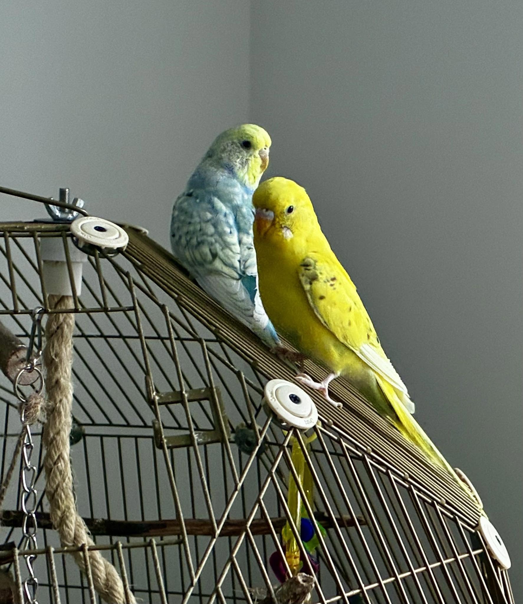  UK new bird owner recovery welfare-led first week trust rebuilding
