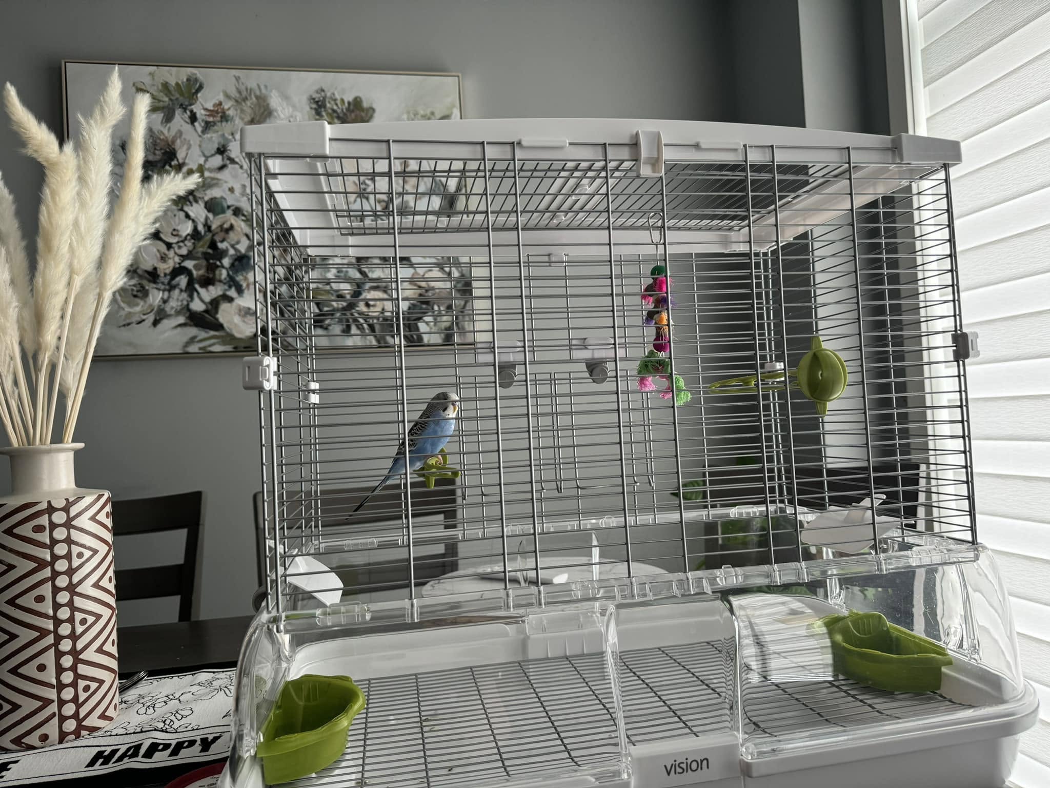 UK new pet bird cage sensory adjustment settling first week experience