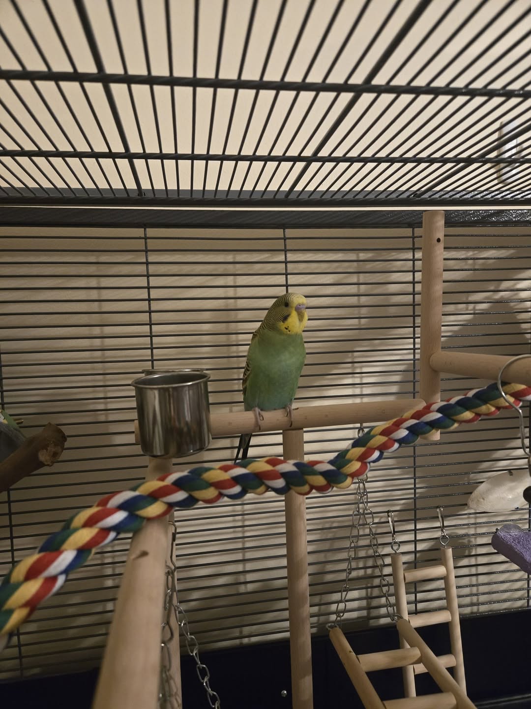 UK new pet bird stress signs hiding cage welfare monitoring owner