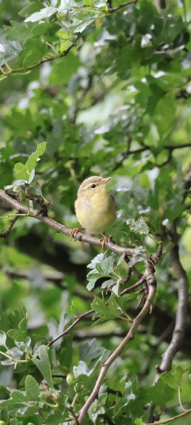 UK nightingale decline and scrub habitat conservation