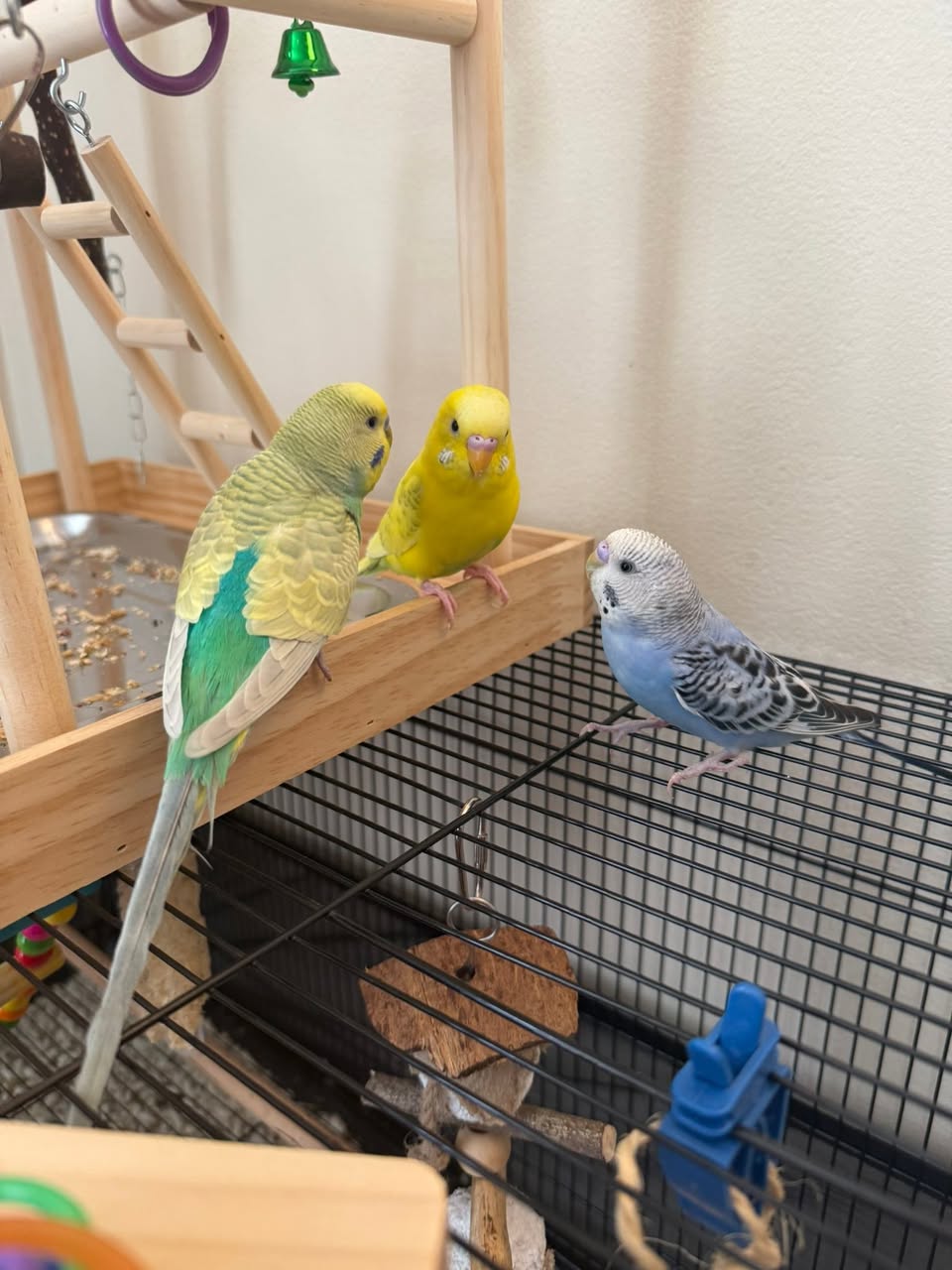 UK pair budgies happy welfare-led home cage together thriving 