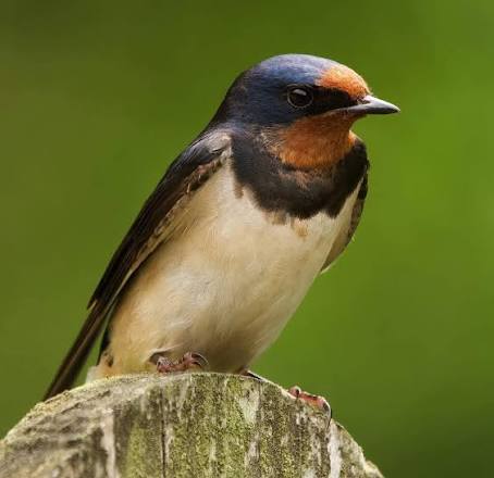 Pet bird owner checking room conditions and cage position for bird welfare