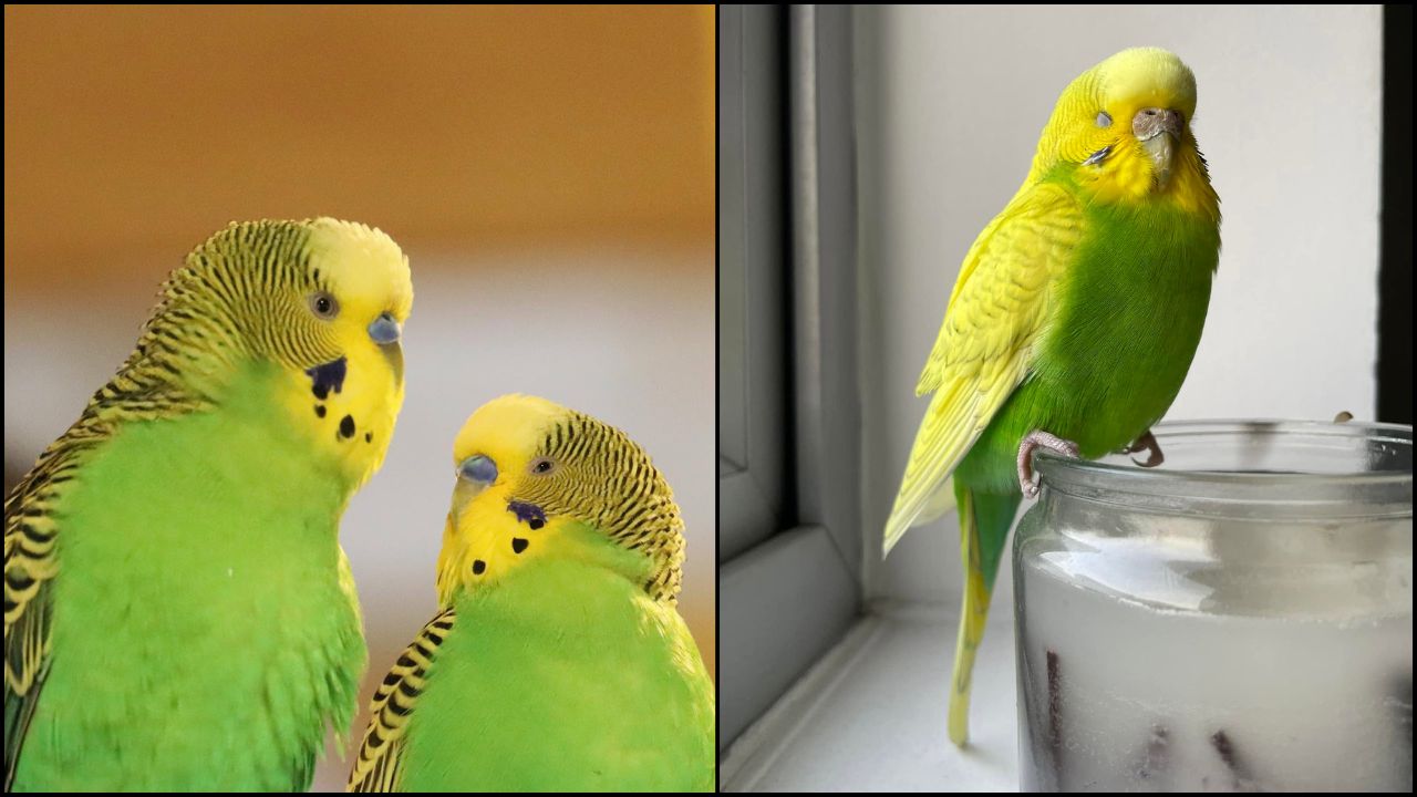 UK pet bird identification welfare-led owner uncertainty 35-year view