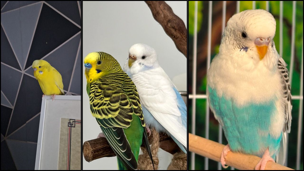 UK pet bird living room temperature danger heatwave 2026 welfare warning