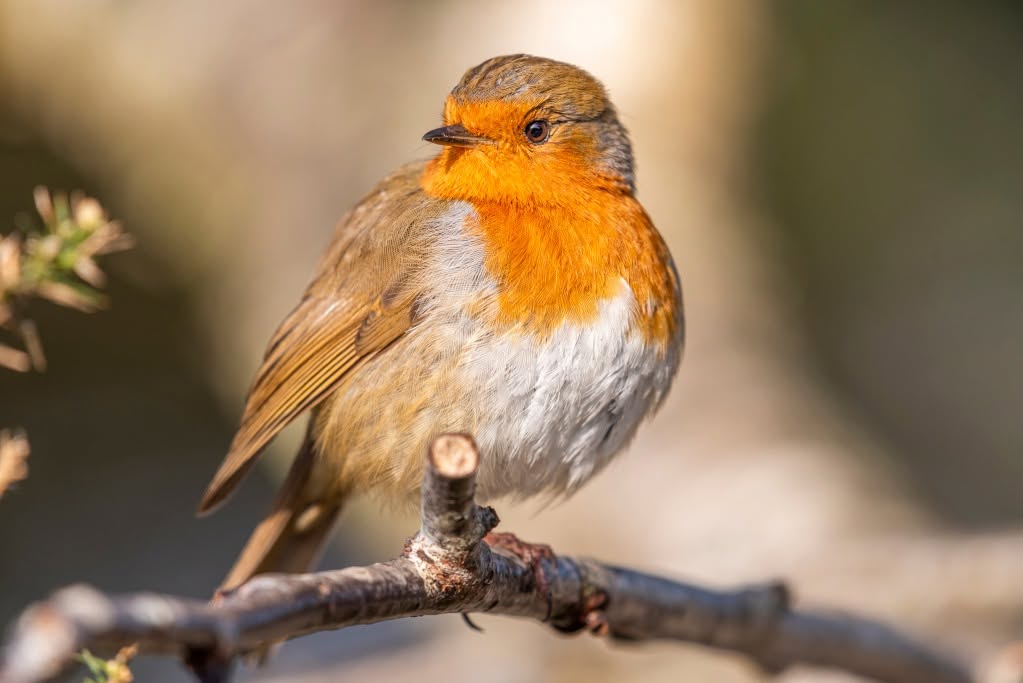 UK pet bird owner community communication gap RSPB messaging blindspot
