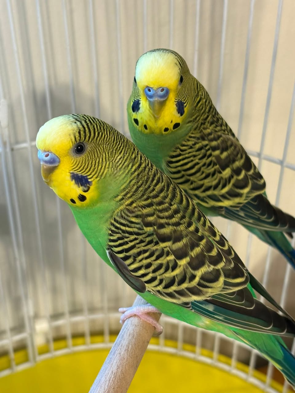UK pet bird owner community engagement wider bird welfare support