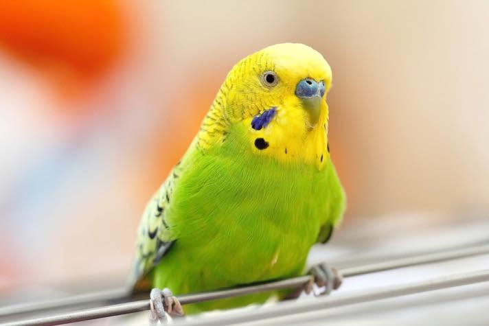 UK pet bird owner considering long-term sustainability assessment 