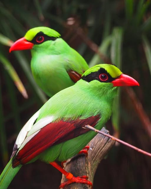 UK pet bird owner garden birds conservation awareness