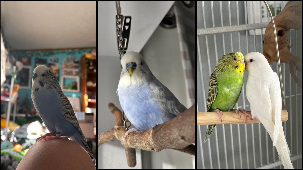 UK pet bird owner welfare basics wrong research 2026