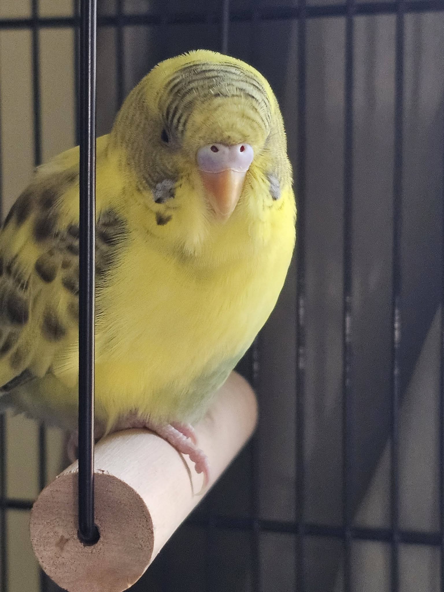 UK pet bird owner welfare-led decision honest respect thinking 