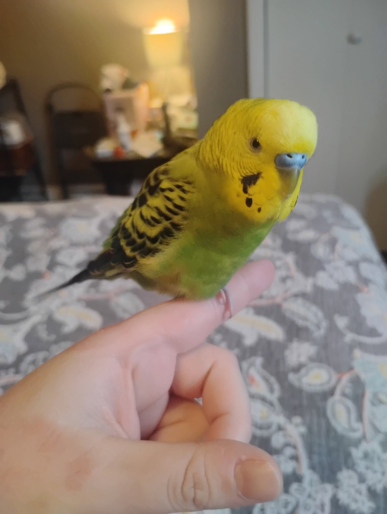 UK pet bird owner welfare-led response protocol hygiene cleaning today