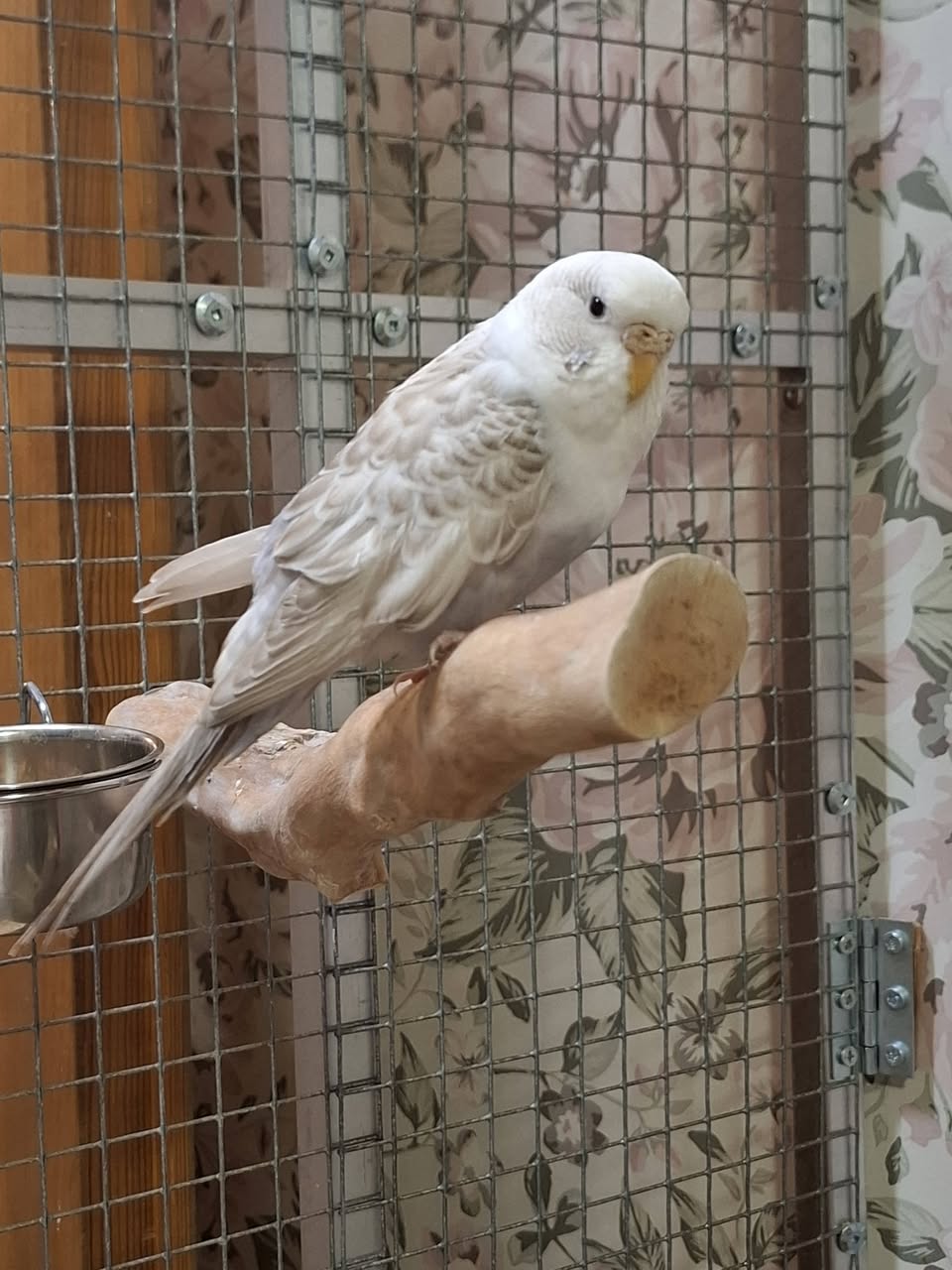 UK pet bird ownership 3 million budgie cockatiel canary homes