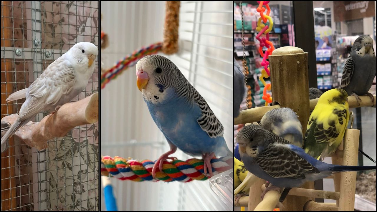 UK pet bird ownership 3 million veterinary care gap