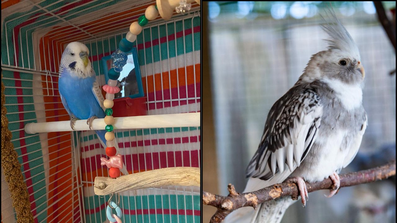UK pet bird rehoming welfare-led decision 35-year assessment
