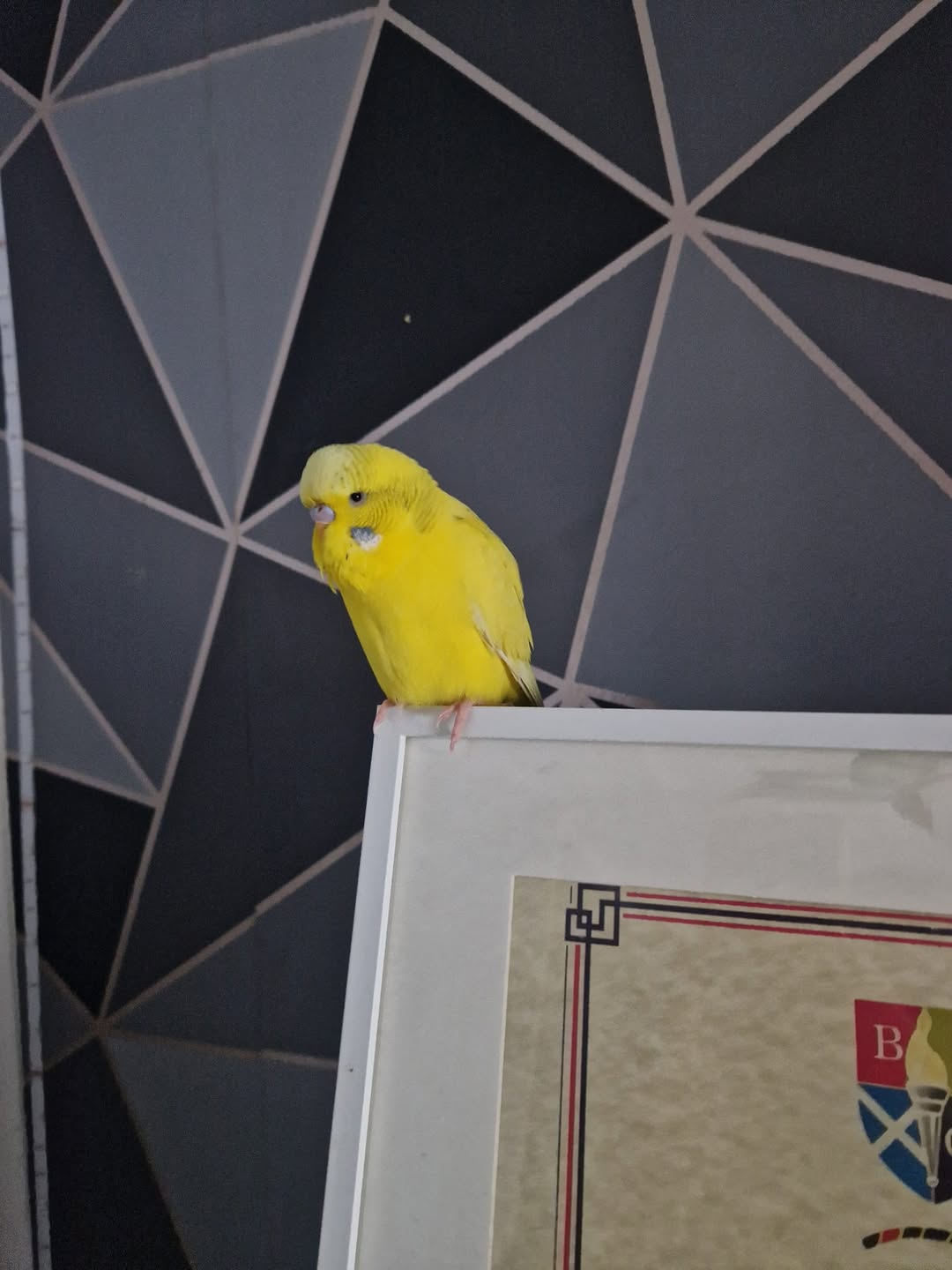 UK pet bird temperature thermometer safe range 18-27 degrees welfare