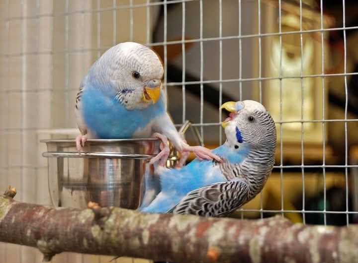 UK pet bird welfare-led care accurate identification specific characteristics