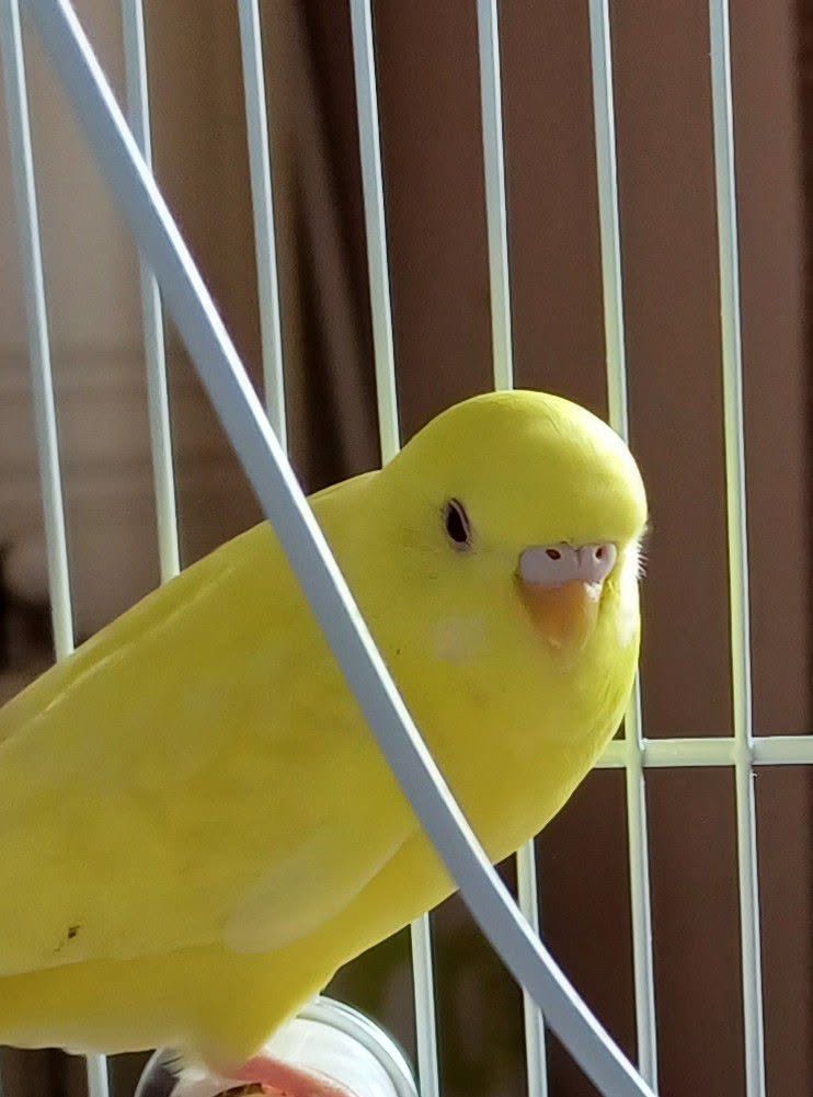 UK pet bird welfare-led environmental stability care lesson research