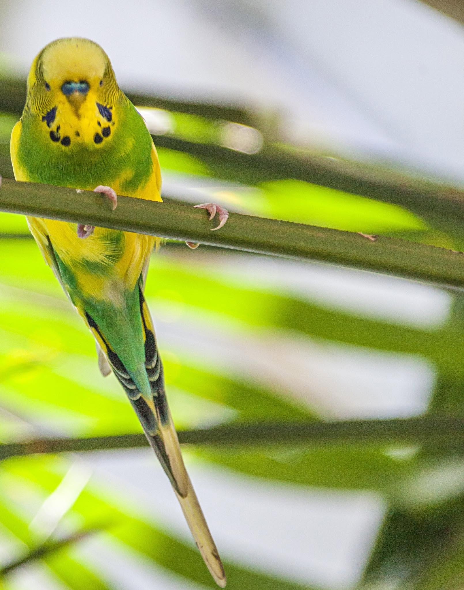 UK pet bird welfare parallel wild bird habitat welfare-led thinking 