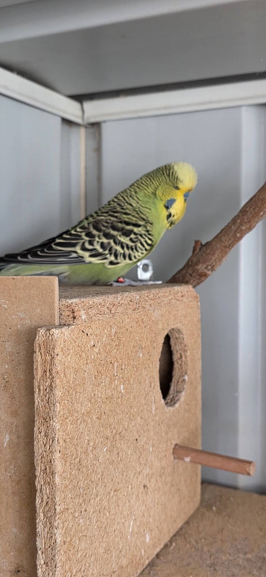 UK pet bird winter cold stress welfare-appropriate warming protocol