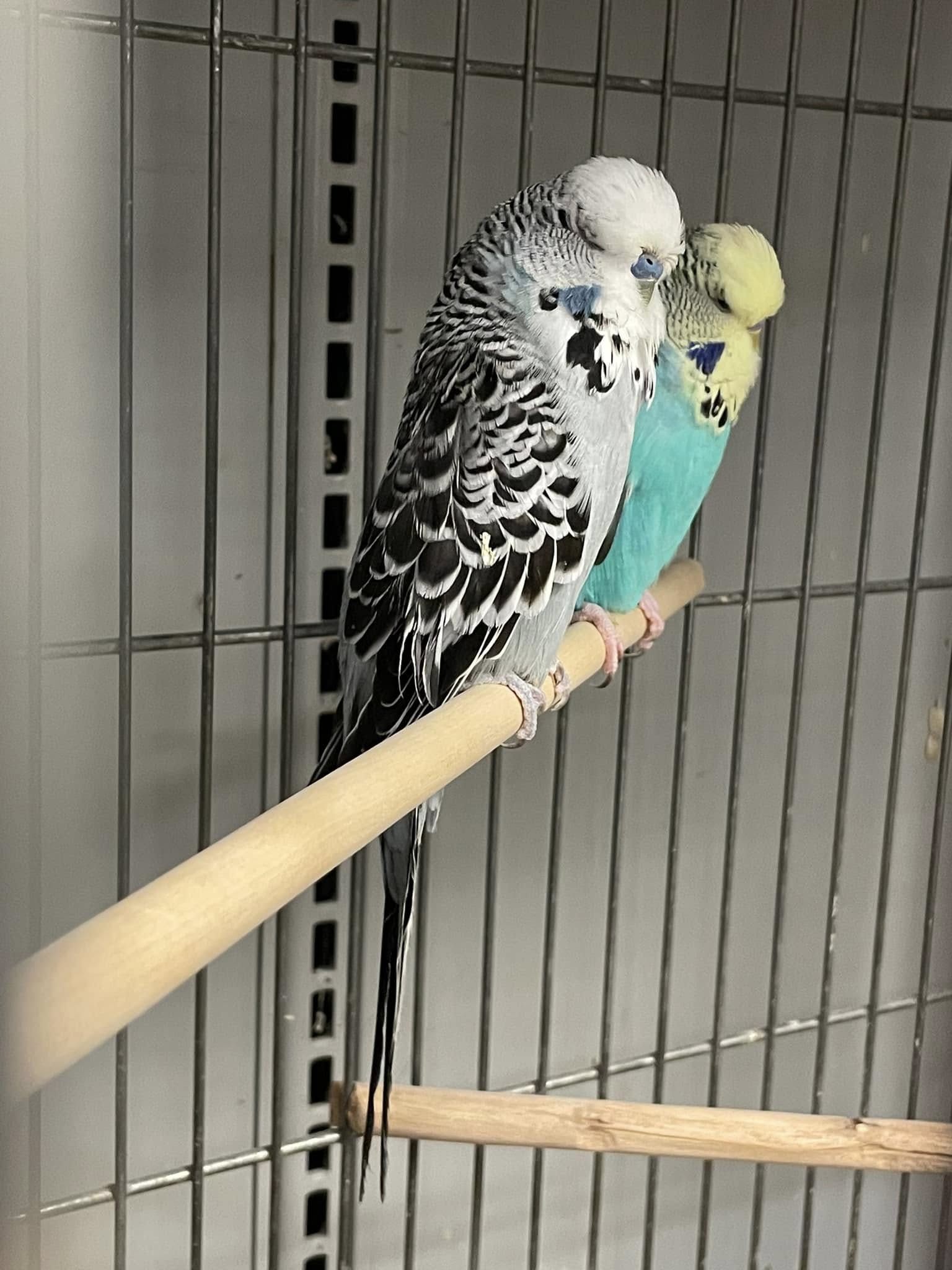 Budgie showing nervous posture in a cage