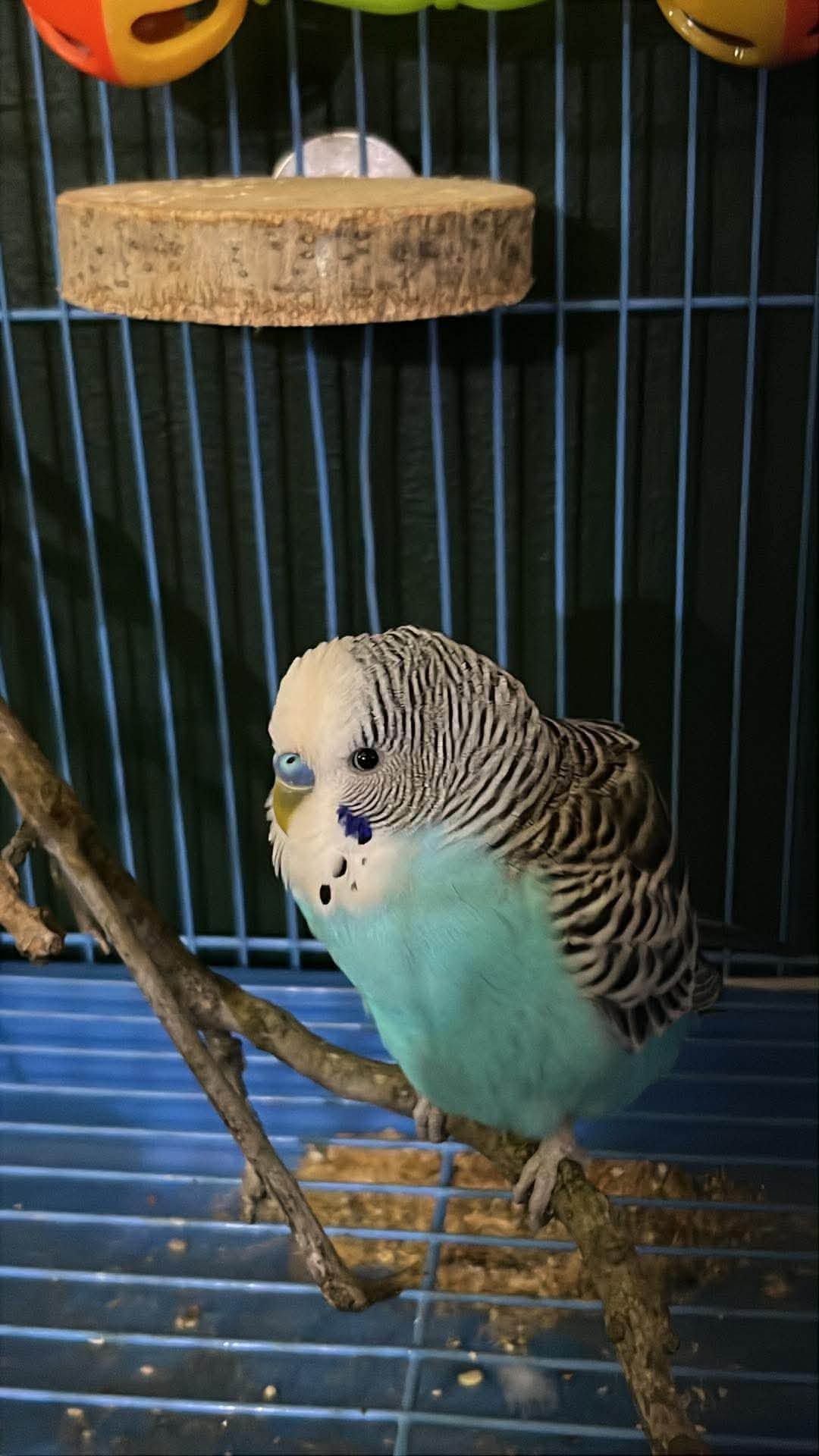 UK pet budgie communication vocalisation body language expression