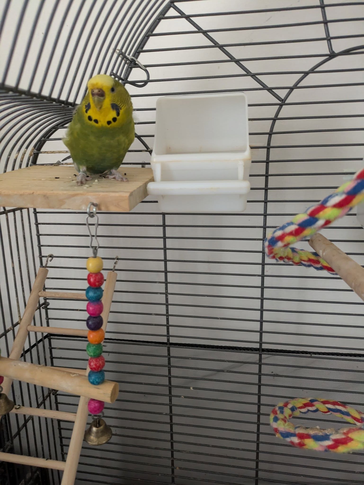 UK pet budgie flock social needs same-species companion welfare