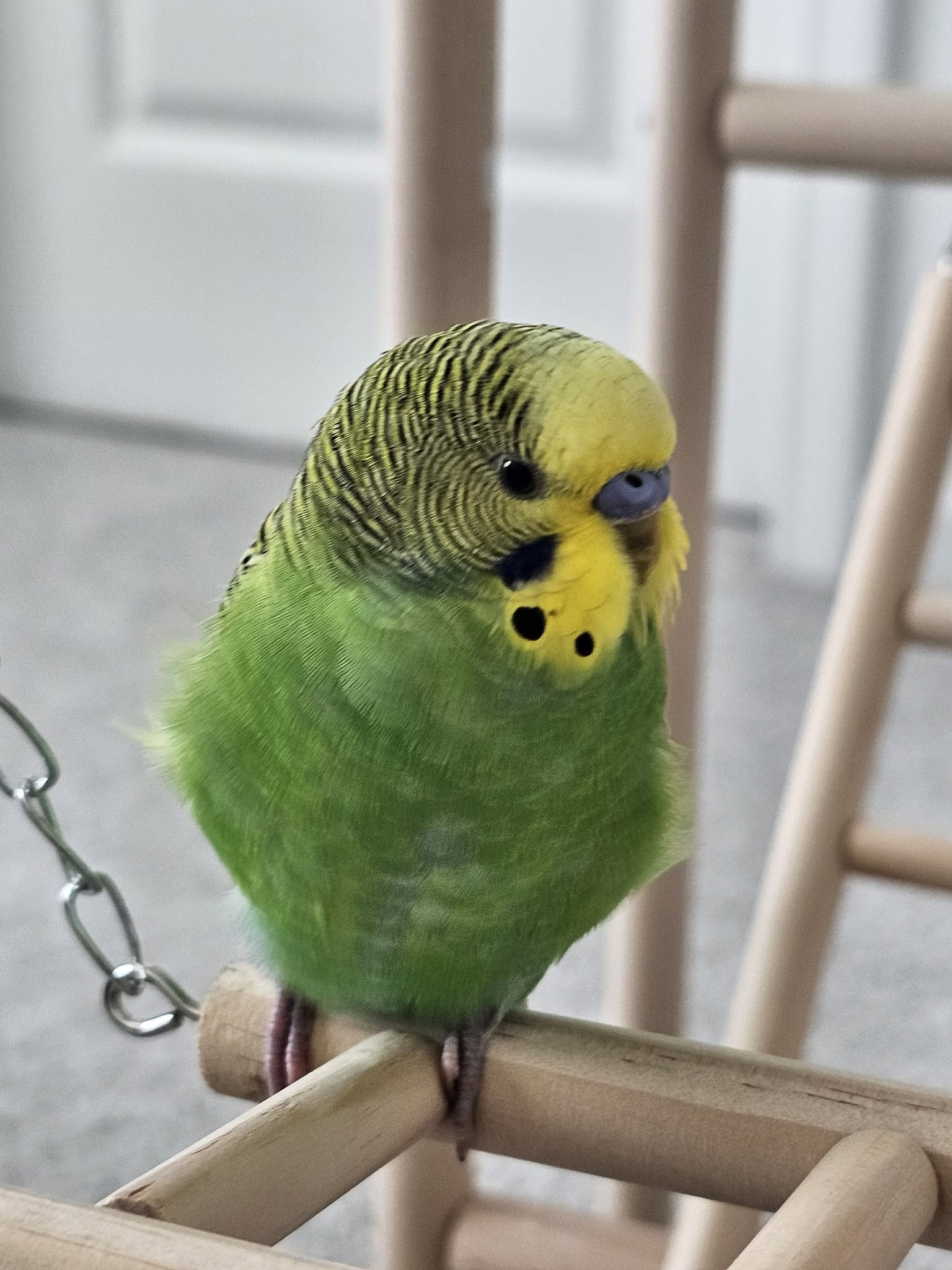 UK pet budgie fluffed feathers trichomonosis symptoms welfare check 