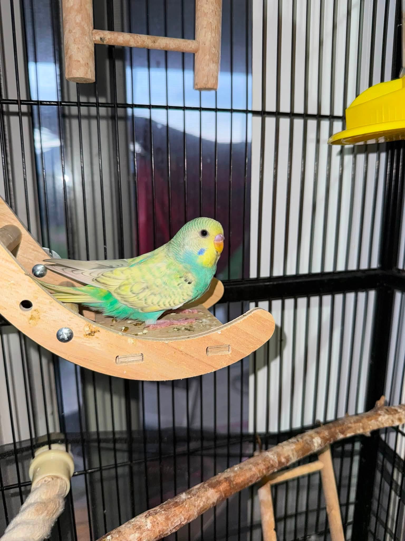 UK pet budgie indoor cage safe from wild bird disease trichomonosis