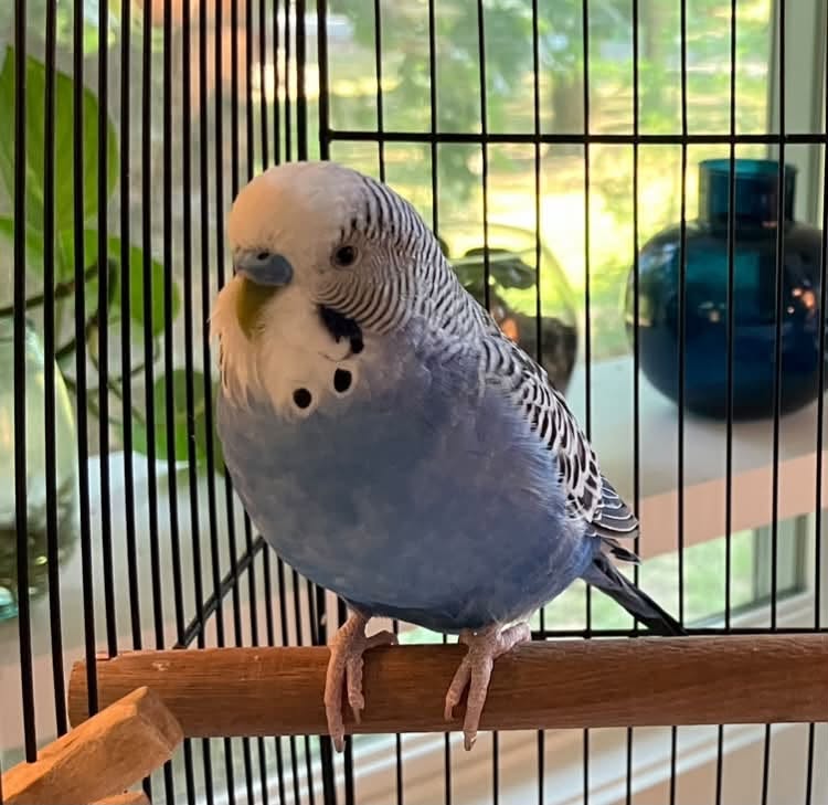 UK pet budgie intelligence problem-solving cognitive complexity