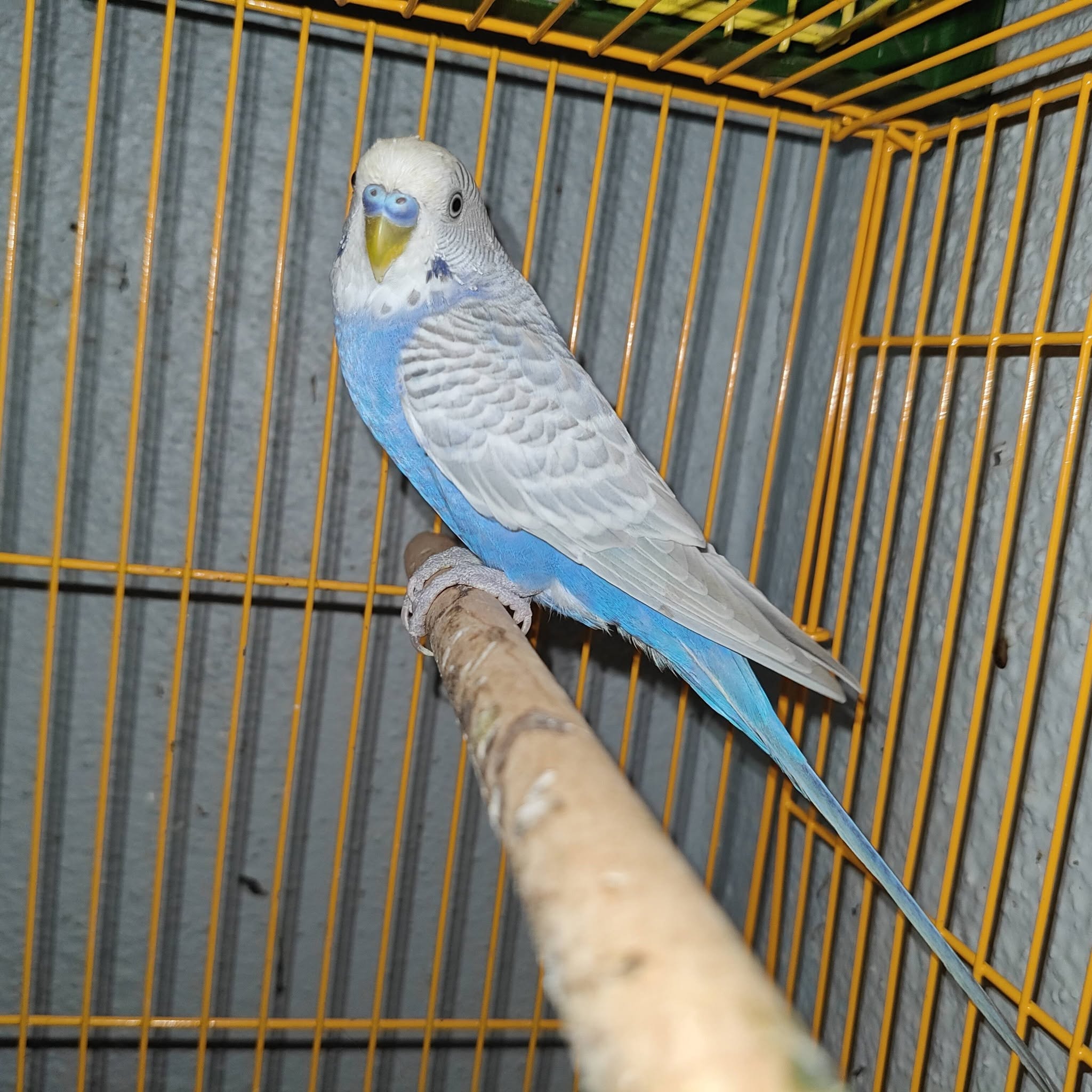 UK pet budgie owner uncertain colour mutation identification typical