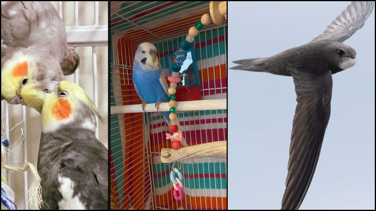 UK pet cockatiel budgie environmental stability welfare-led setup