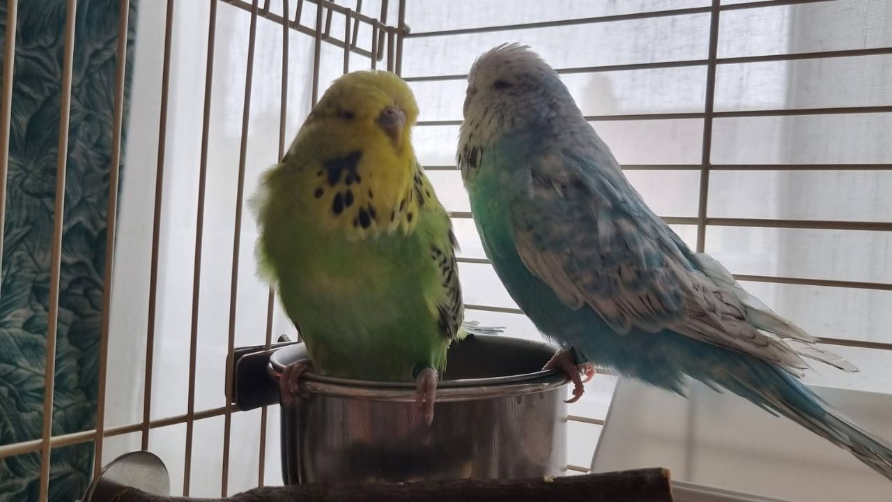 UK pet law changes April 2026 bird owner rights welfare implications