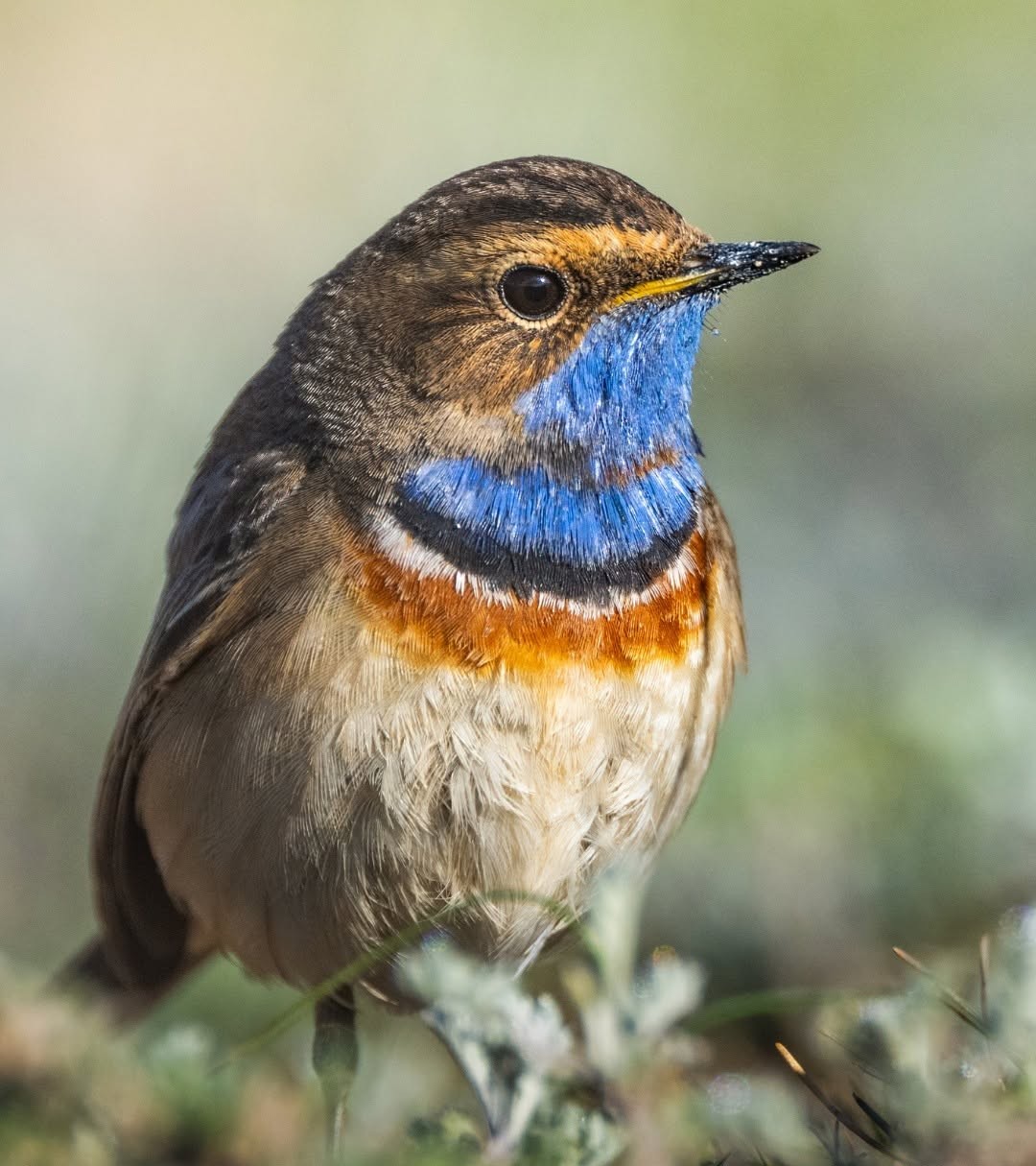 UK rare bird twitch hedgerow stressed vagrant limits