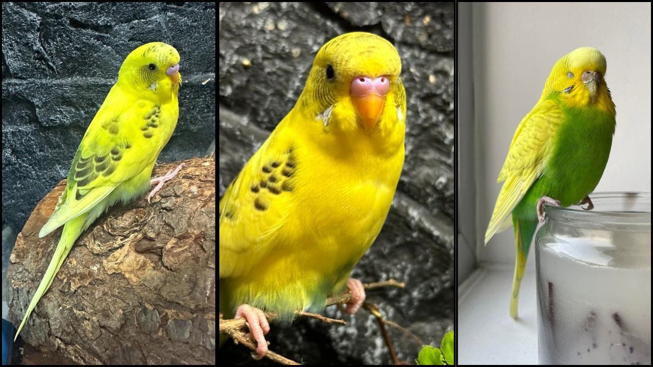 UK record June heat pet birds action tonight emergency guide
