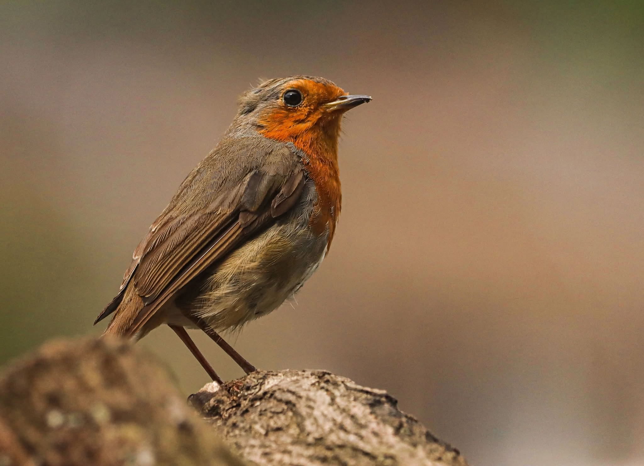UK robin foraging invertebrates climate change 2026