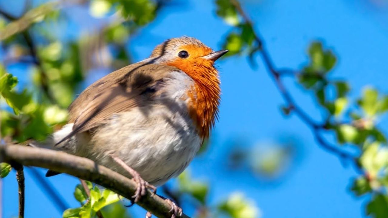 UK robin singing earlier climate change spring