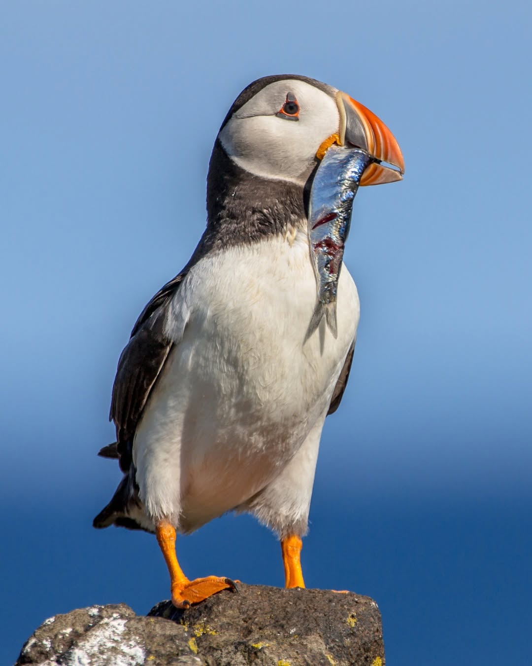 UK seabird HPAI 2026 wider species impact conservation